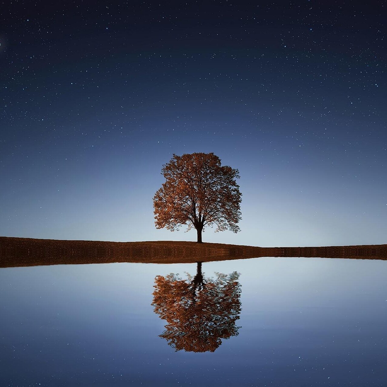 bessi-tree-838667_1920